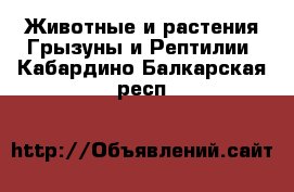 Животные и растения Грызуны и Рептилии. Кабардино-Балкарская респ.